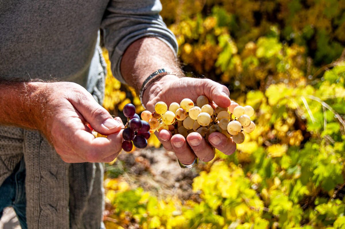 A vineyard worker's hands holding freshly picked dark and pale grapes
