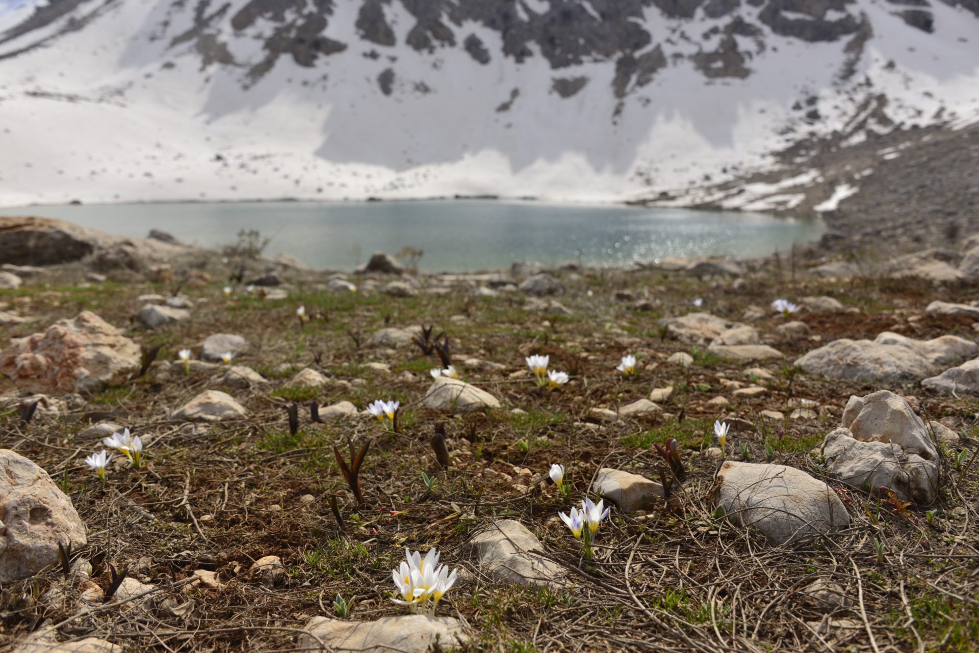 Karın yeni çekildiği yerde çiçek açmış Crocus akdagensis