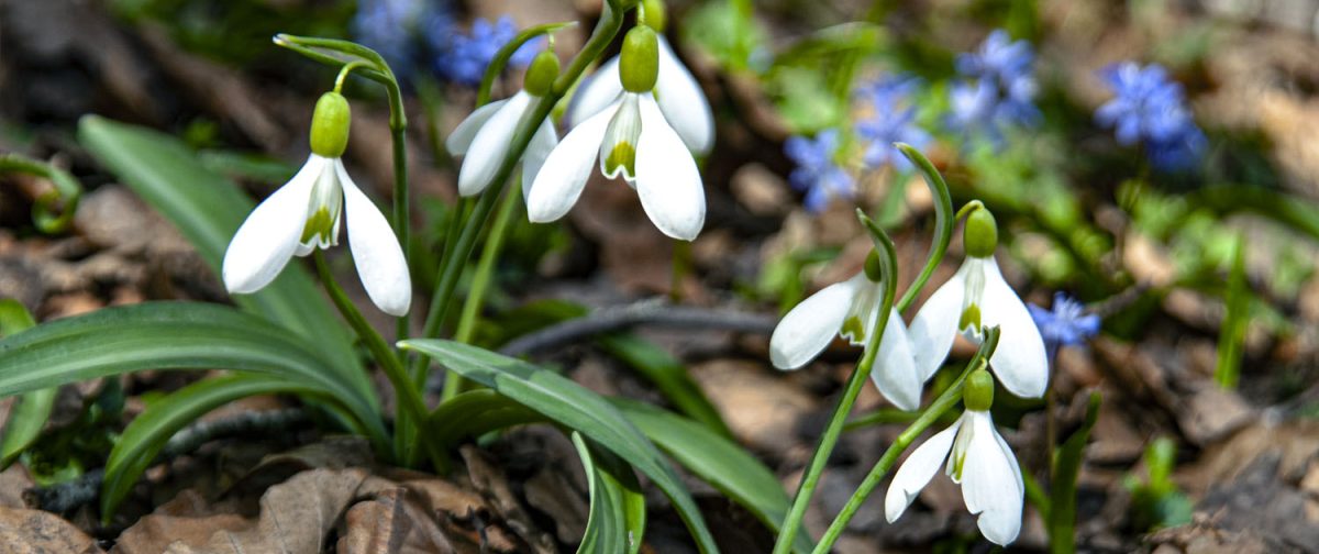 Galanthus plicatus subsp. byzantinus in flower on a hillside